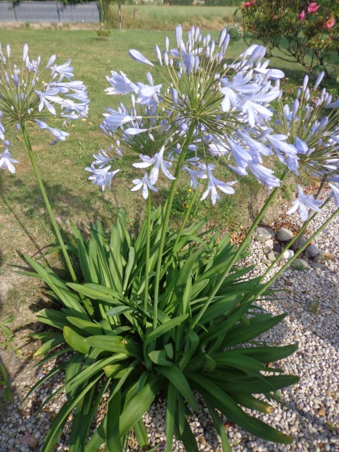 Les Fleurs Du Mont Bed & Breakfast Caux Exterior photo