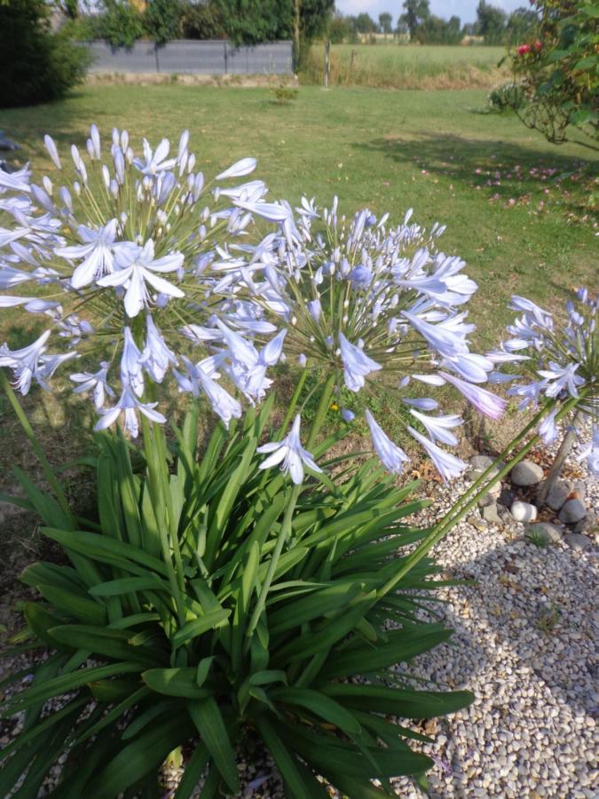 Les Fleurs Du Mont Bed & Breakfast Caux Exterior photo